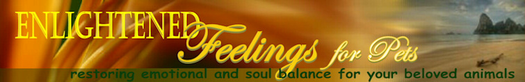 Header Graphic