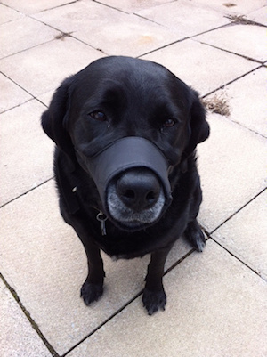 A dog with an attitude!