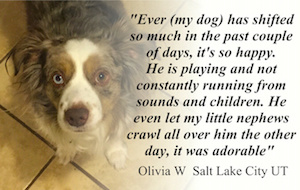 My dog has shifted so much in the past couple of days. He is playing and not constantly running from sounds and children....