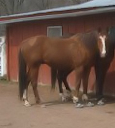 Unconfined movement is important for horses