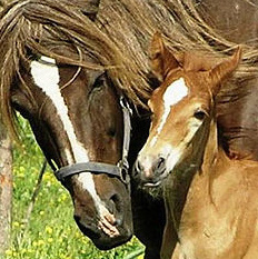 Mare & Foal
