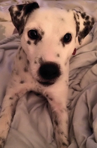 Calms Jack Russel Terriers and other hyper-active dogs